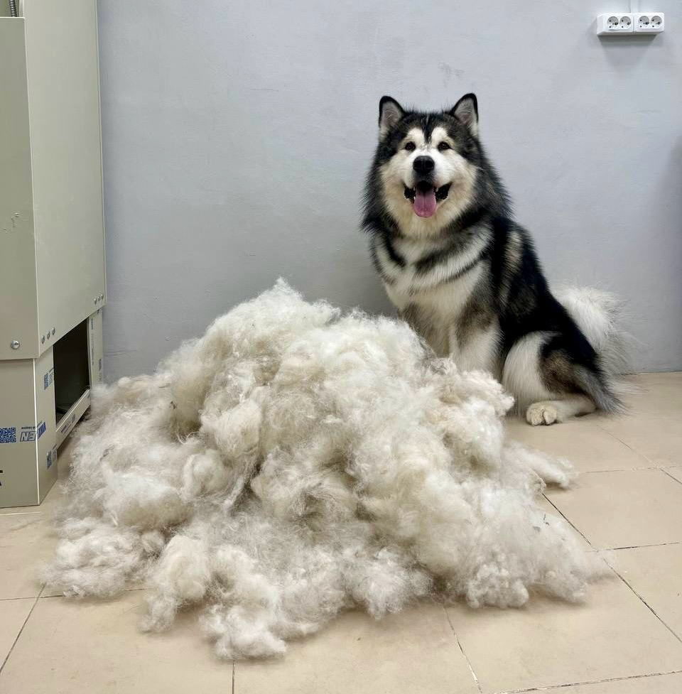 Комплекс для маламута