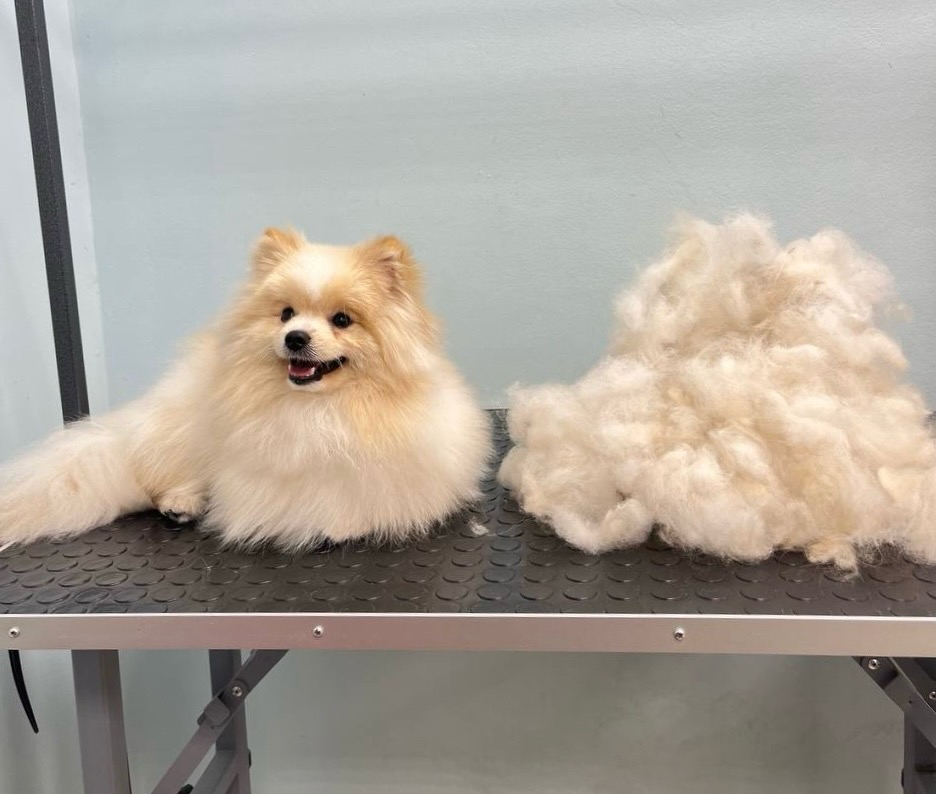 Гигиенический комплекс для шпица