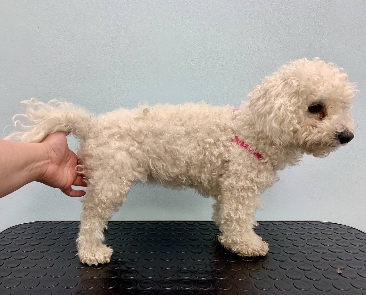 Комплекс со стрижкой для Бишон- Фризе