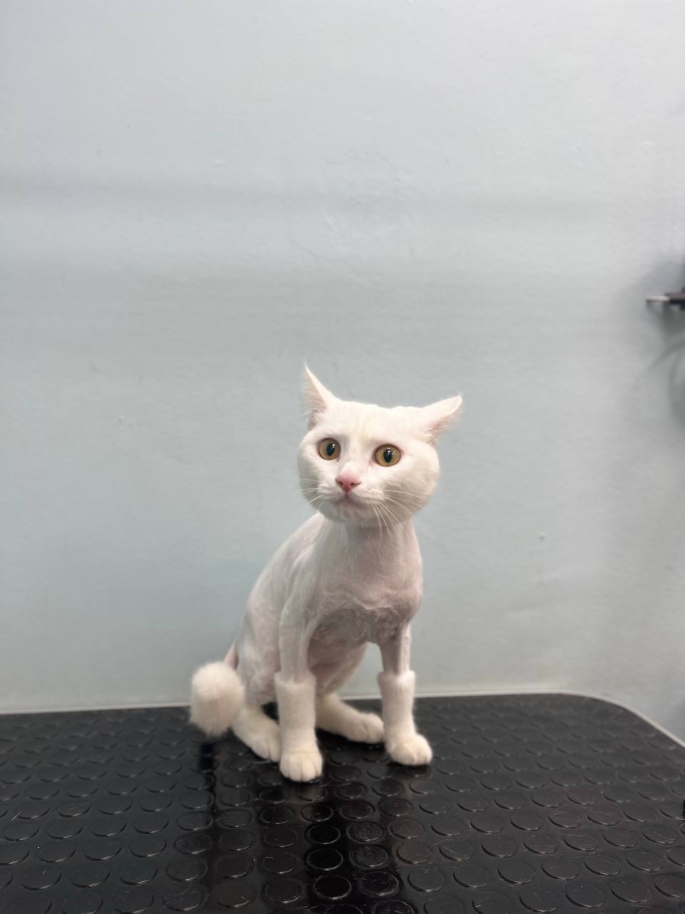 Стрижка кошки