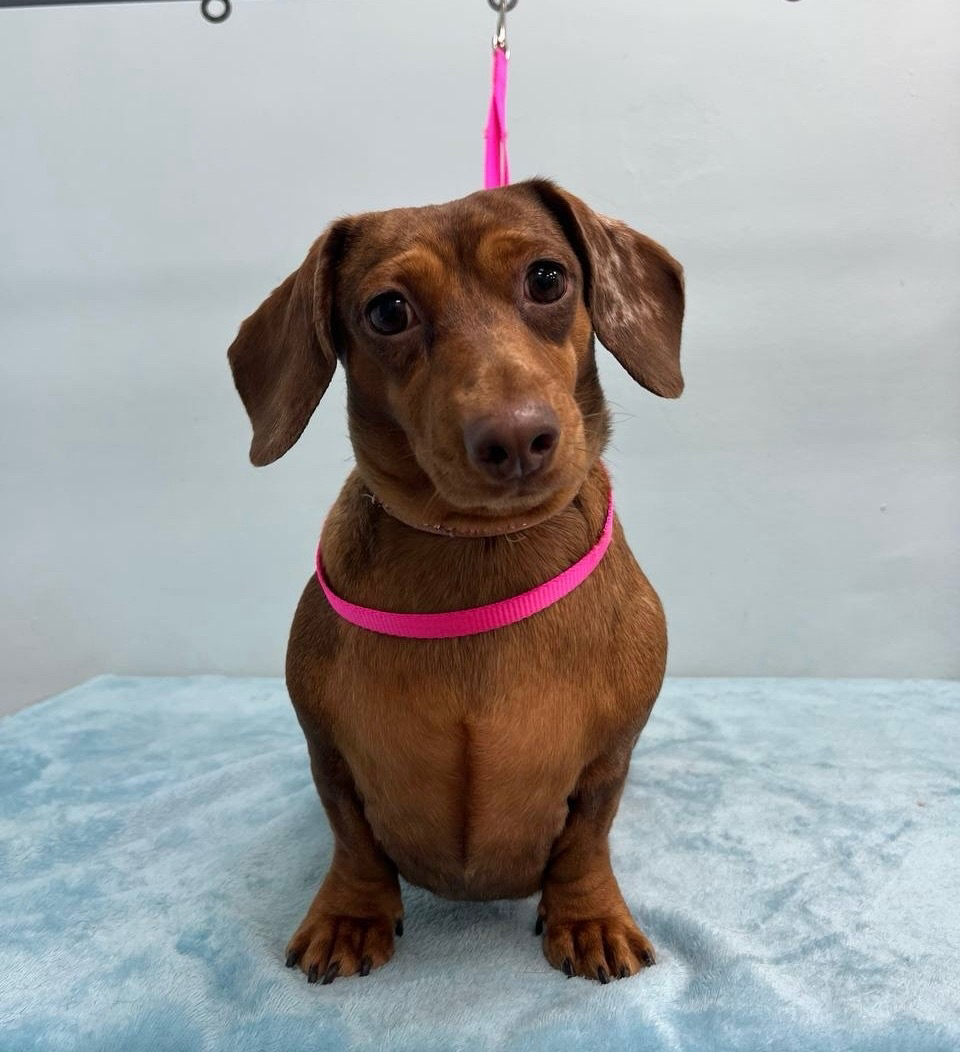 Комплекс с линькой для Таксы